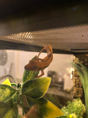 Correlophus ciliatus