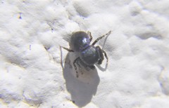 Sassacus alboguttatus