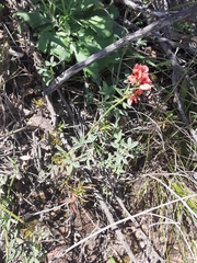 Indigofera complanata
