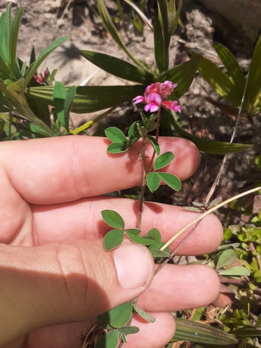 Image of Indigofera dodii by (c) Brian du Preez, some rights reserved (CC BY-SA)