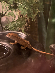 Correlophus ciliatus