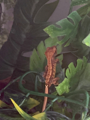 Correlophus ciliatus