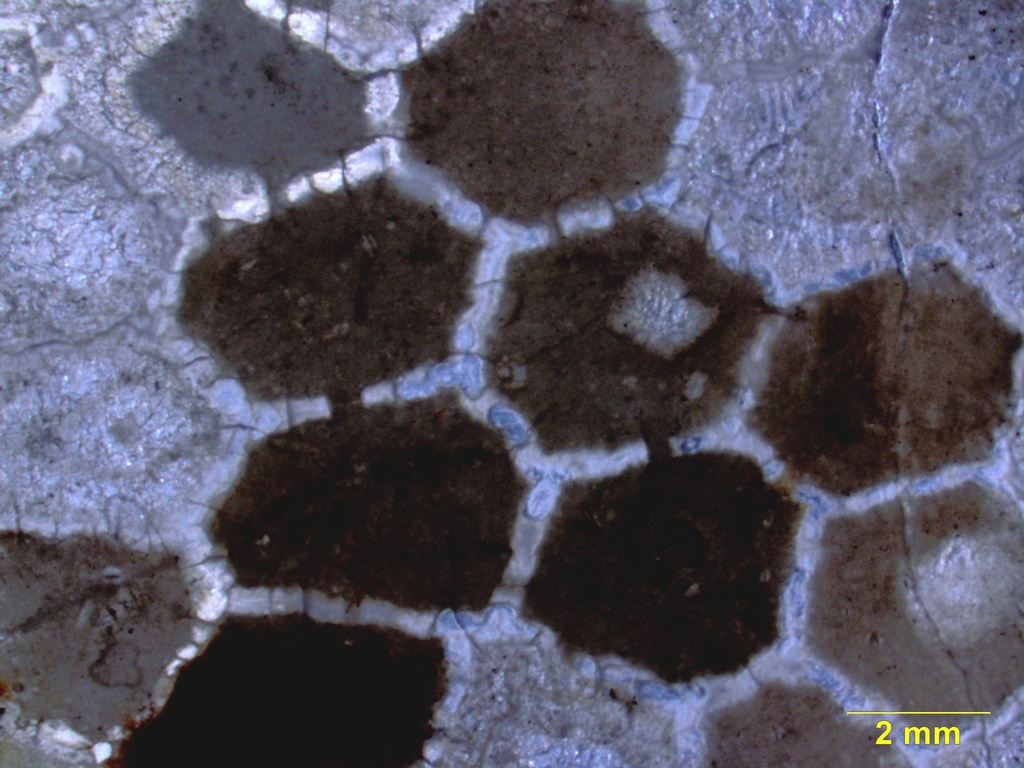 Tabulate Corals
