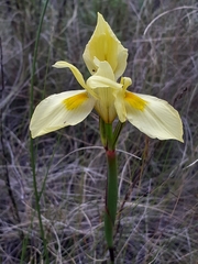 Moraea angusta