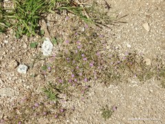 Spergularia purpurea