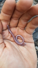 Anelytropsis papillosus