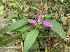 Chelone obliqua