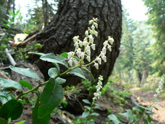 Leucothoe davisiae
