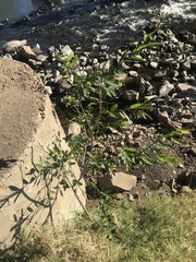 Phyllanthus sellowianus