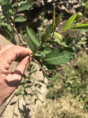 Phyllanthus sellowianus