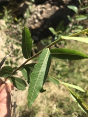 Phyllanthus sellowianus