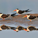 Indian Skimmer - Photo (c) Saurabh Agrawal, some rights reserved (CC BY-NC), uploaded by Saurabh Agrawal