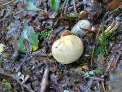 Scleroderma citrinum