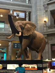 Elephantidae