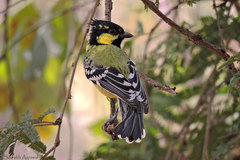 Machlolophus aplonotus