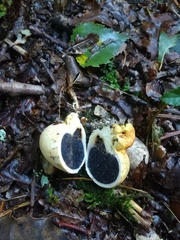 Scleroderma citrinum