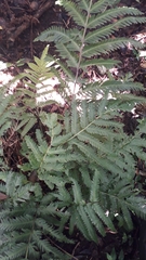 Pteris incompleta