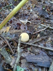 Scleroderma citrinum