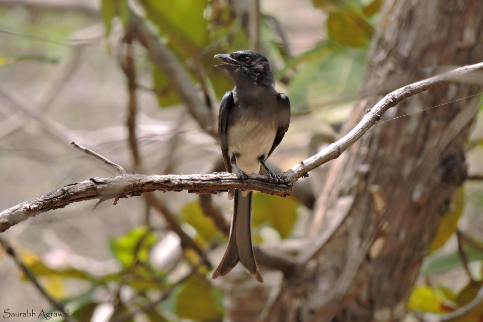 White-bellied Drongo