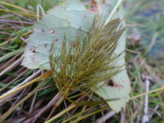 Ceratophyllum echinatum
