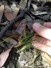 Lomandra glauca