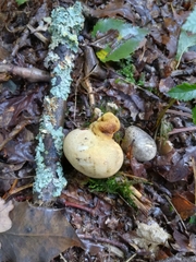 Scleroderma citrinum