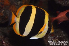 Chaetodon tricinctus