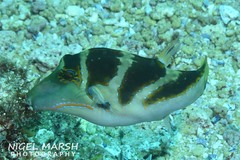 Canthigaster axiologus