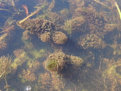 Ceratophyllum echinatum