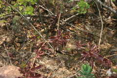 Coleus subspicatus