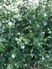 Ageratina altissima