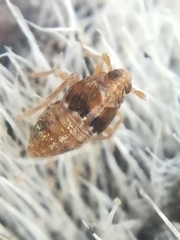 Megamelodes quadrimaculatus