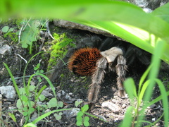 Brachypelma albiceps