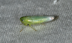 Chlorotettix viridius