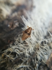 Megamelodes quadrimaculatus