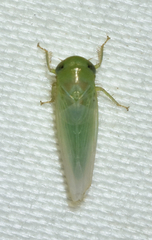 Chlorotettix viridius