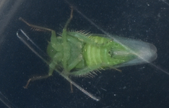 Chlorotettix viridius