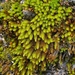 Squirrel-tail Moss - Photo (c) breslauer, some rights reserved (CC BY-NC), uploaded by breslauer