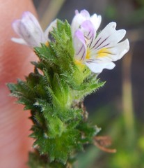 Euphrasia hirtella