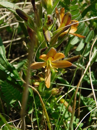 Wachendorfia multiflora (Wachendorfia multiflora)