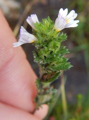 Euphrasia hirtella