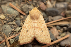 Xylenini