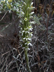 Platanthera elegans elegans