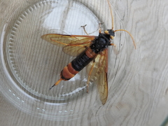 Urocerus gigas