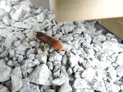 Urocerus gigas