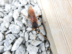 Urocerus gigas