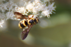 Dolichostelis