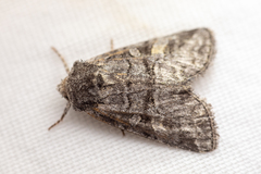 Brachylomia cascadia