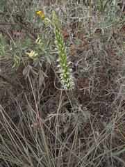 Platanthera elegans elegans