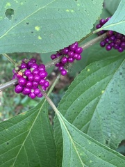 Callicarpa americana